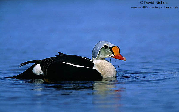 Copyright: David Nichols