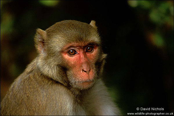 Copyright: David Nichols